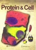蛋白质与细胞